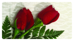 DSC700 058 2 Roses Red